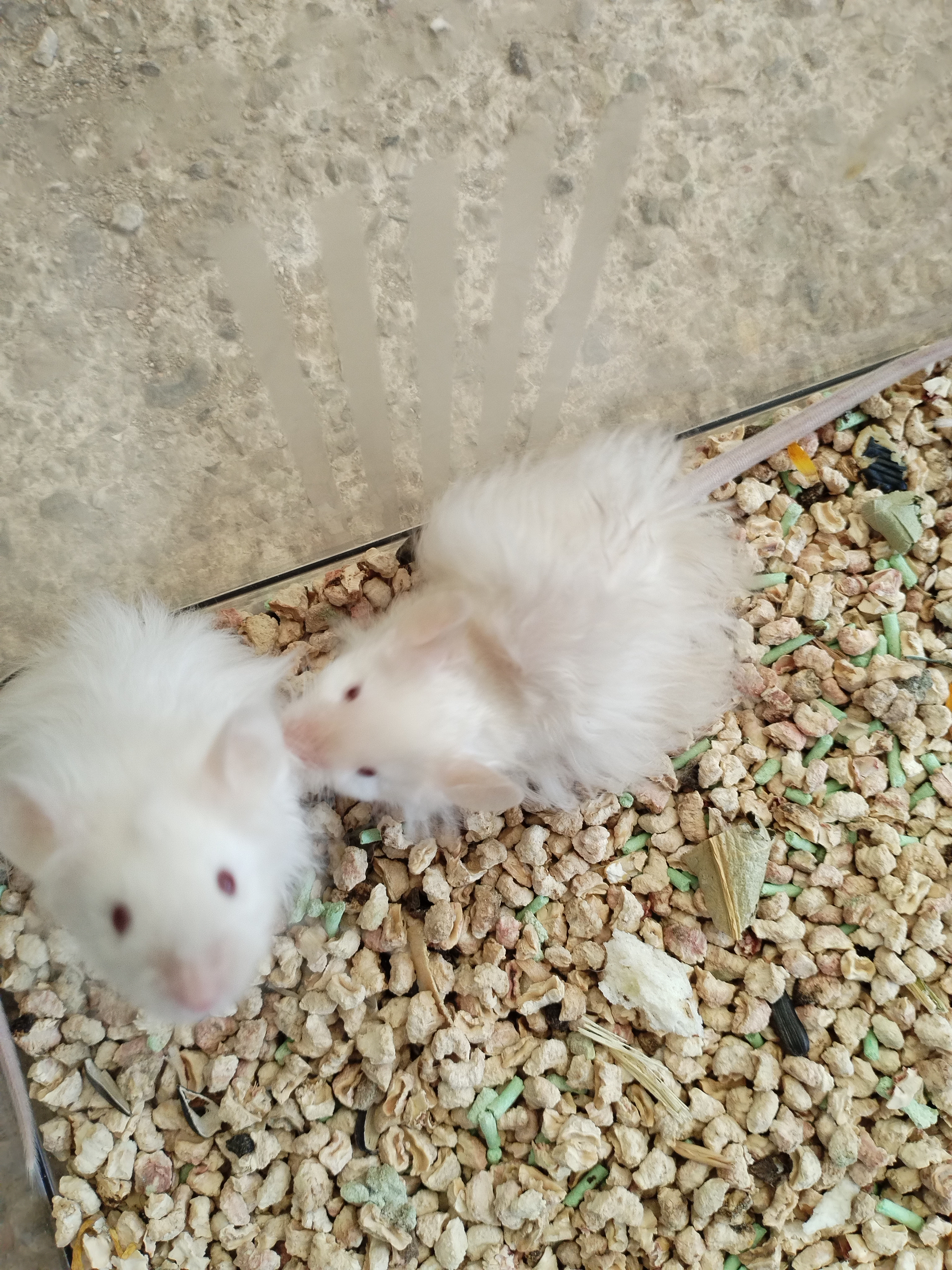 美版段子鼠,长毛,短毛都有。